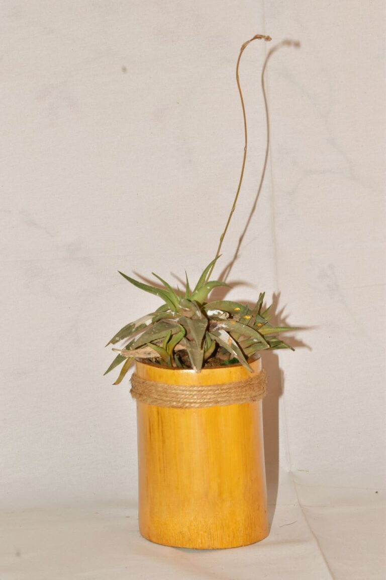 6 Inch Pot (1)