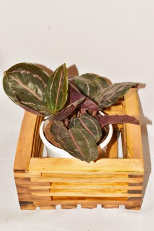 Table Hanging Planter Pot Bamboo Planter Eco frienndly Bamboo Planter Durable and Stylish Bamboo Planters (Bowl Table Pot) - Image 3