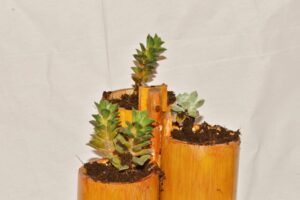 Wall Hanging Bamboo pots for Plants Eco-friendly Pot for Plant - Image 4