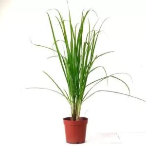 Watika Craft Lemon Grass Tea Plant Cymbopogon Citratus Live with Black Pot - Image 2