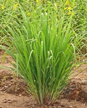 Watika Craft Lemon Grass Tea Plant Cymbopogon Citratus Live with Black Pot - Image 3