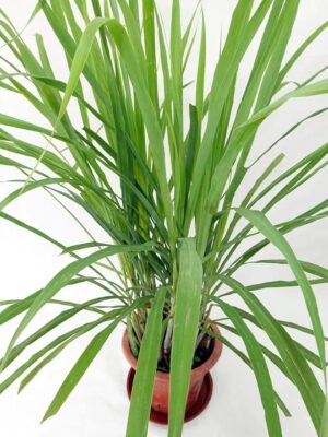 Watika Craft Lemon Grass Tea Plant Cymbopogon Citratus Live with Black Pot