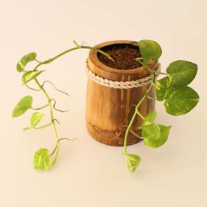 Watika Craft Bamboo Planter for Table bamboo pot with Money Plants - Image 2